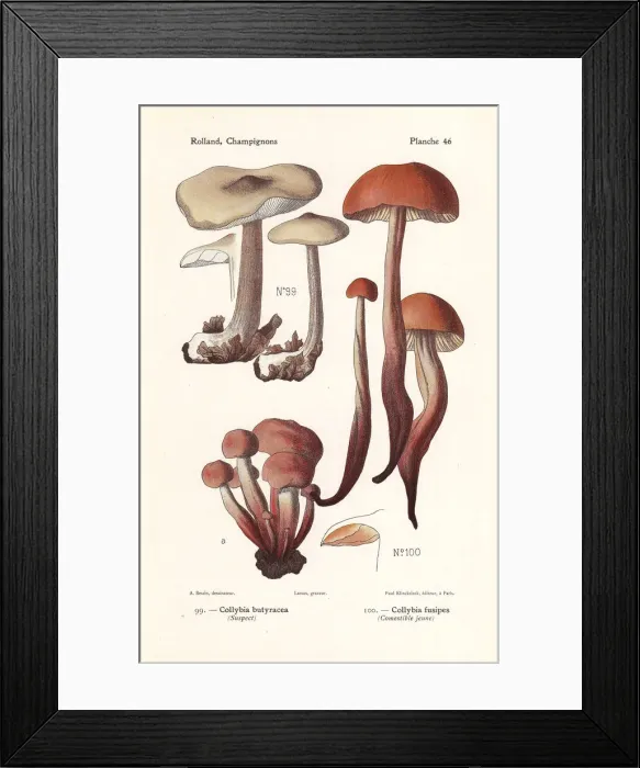 Framed Print : Buttery collybia and spindleshank mushroom Framed Print : Buttery collybia and spindleshank mushroom