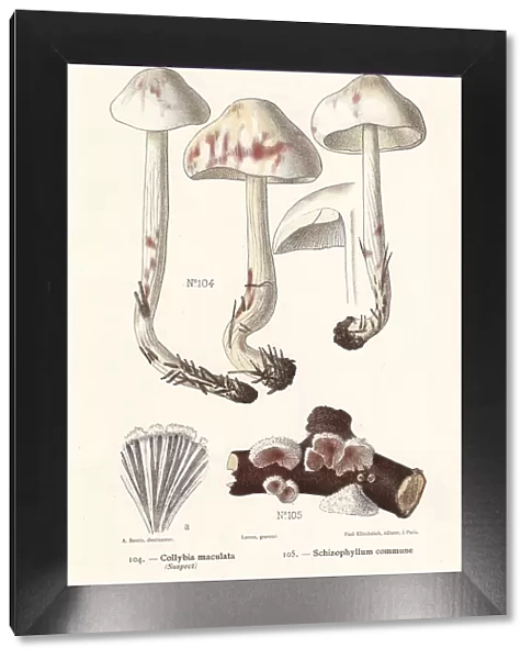 Spotted toughshank and split gill mushroom