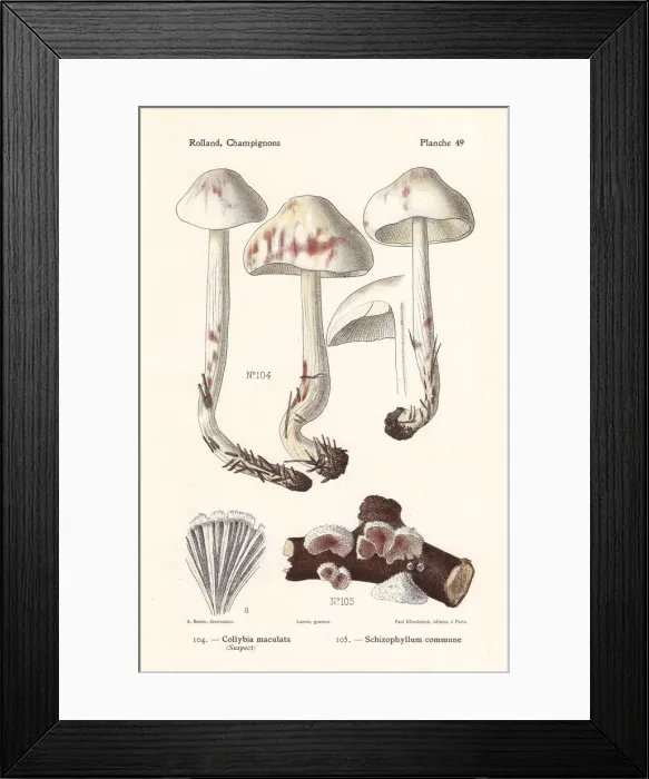 Framed Print : Spotted toughshank and split gill mushroom Framed Print : Spotted toughshank and split gill mushroom