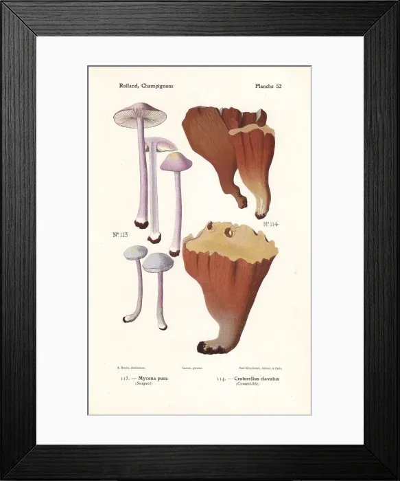 Framed Print : Lilac bonnet and violet chanterelle Framed Print : Lilac bonnet and violet chanterelle