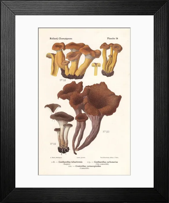 Framed Print : Yellowfoot, firesite funnel and horn of plenty Framed Print : Yellowfoot, firesite funnel and horn of plenty