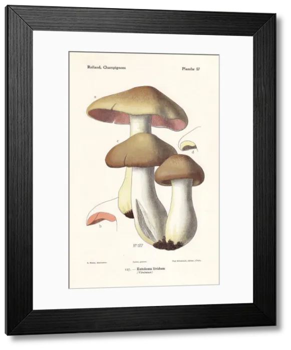 Framed Print : Livid entoloma or livid agaric, Entoloma sinuatum Framed Print : Livid entoloma or livid agaric, Entoloma sinuatum