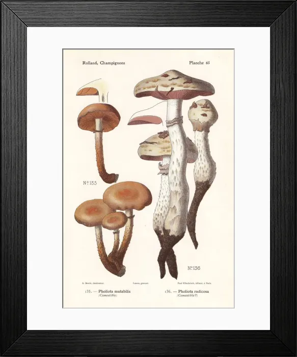 Framed Print : Sheathed woodtuft and rooting poison pie Framed Print : Sheathed woodtuft and rooting poison pie