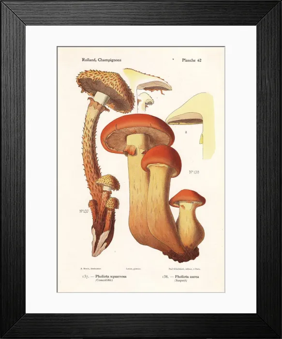 Framed Print : Shaggy scalycap and golden pholiota Framed Print : Shaggy scalycap and golden pholiota