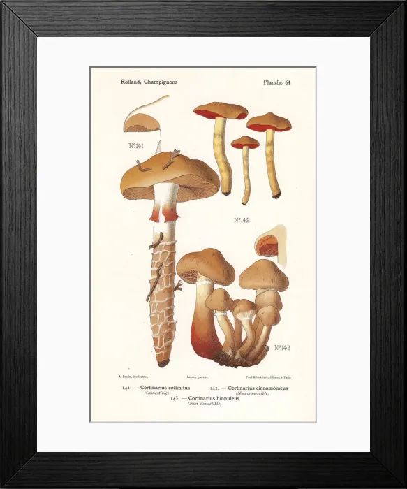 Framed Print : Webcap mushrooms Framed Print : Webcap mushrooms