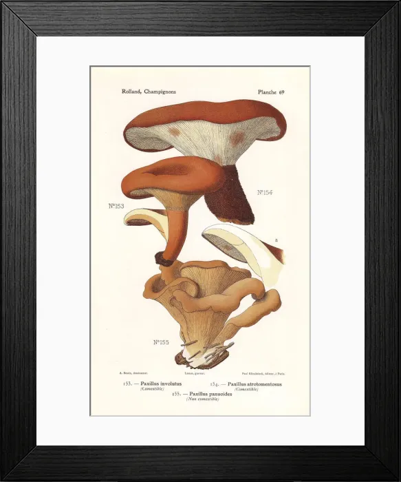 Framed Print : Rollrim mushrooms