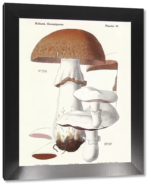 Prince mushroom and field mushroom