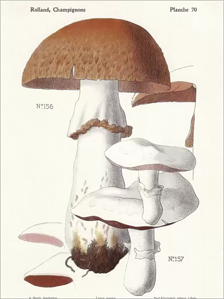 Prince mushroom and field mushroom