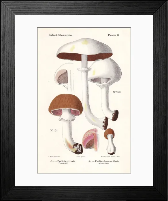 Framed Print : Wood mushrooms
