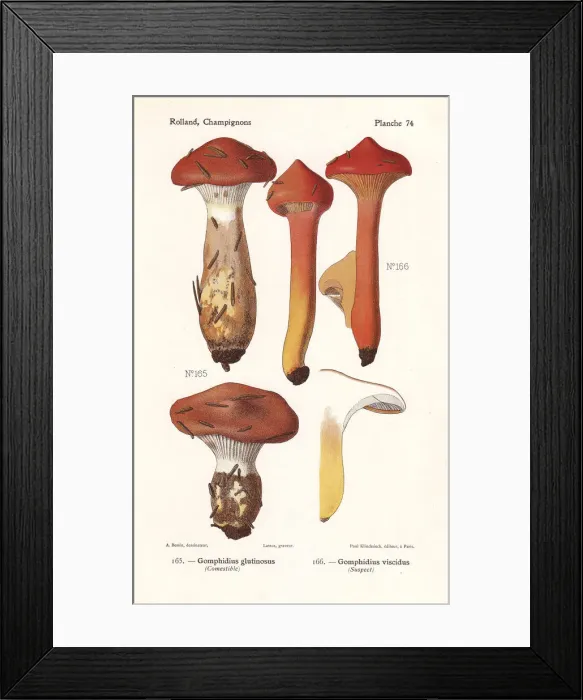 Framed Print : Slimy spike-cap mushrooms