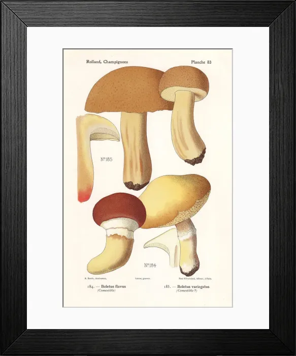 Framed Print : Grevilles bolete and velvet bolete Framed Print : Grevilles bolete and velvet bolete