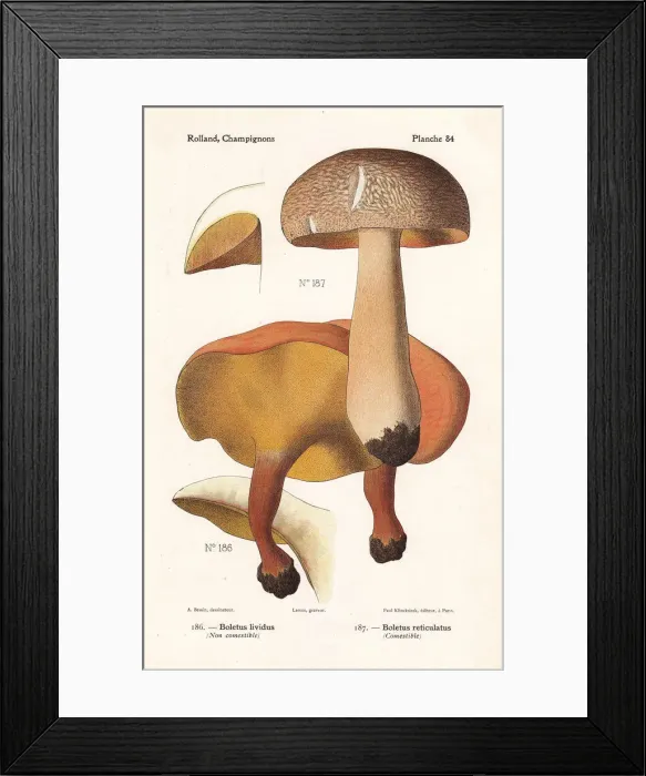 Framed Print : Alder bolete and summer cap