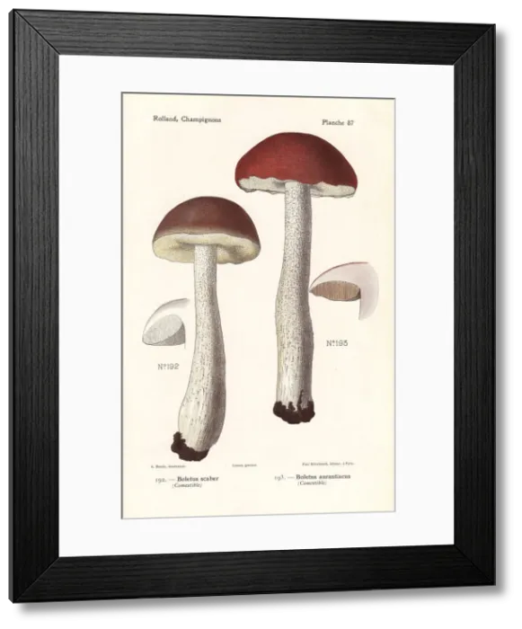 Framed Print : Scaber stalk mushrooms