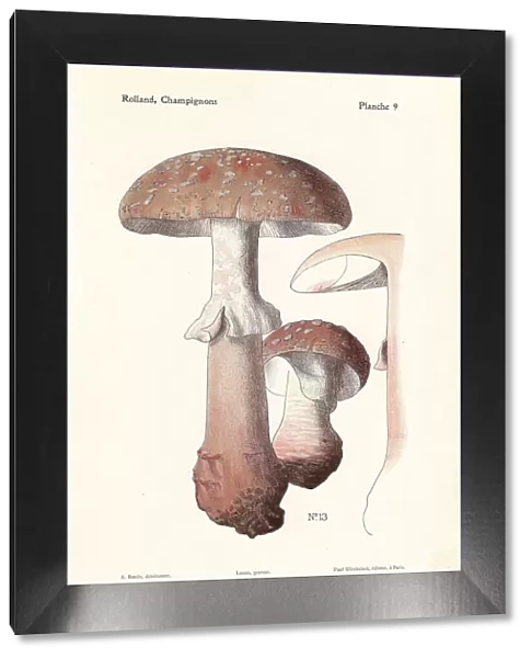 Blusher mushroom, Amanita rubescens