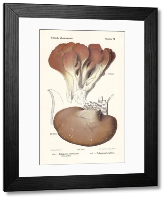 Framed Print : Polypore mushrooms
