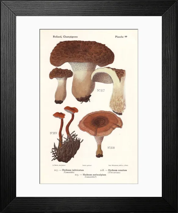 Framed Print : Shingled hedgehog, zoned hydnellum and pinecone mushroom Framed Print : Shingled hedgehog, zoned hydnellum and pinecone mushroom