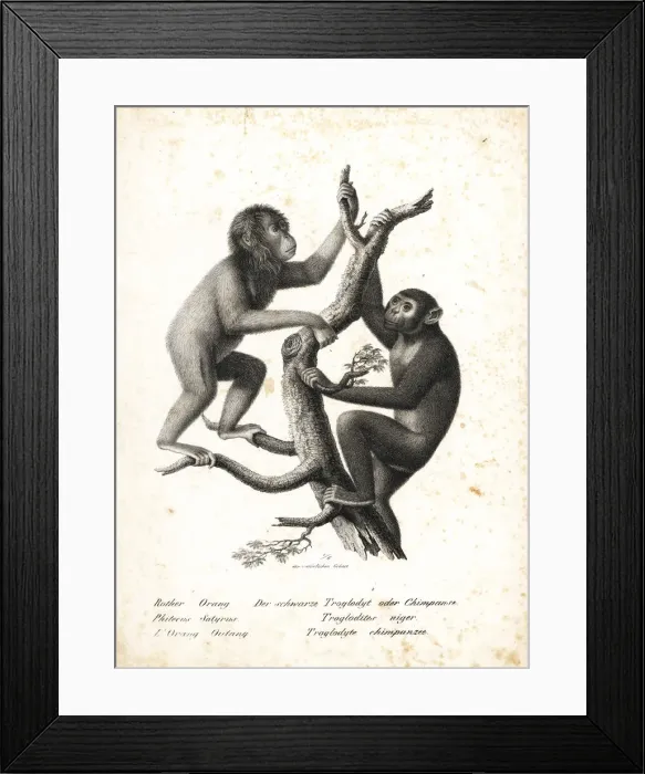 Framed Print : Bornean orangutan and chimpanzee, both endangered Framed Print : Bornean orangutan and chimpanzee, both endangered
