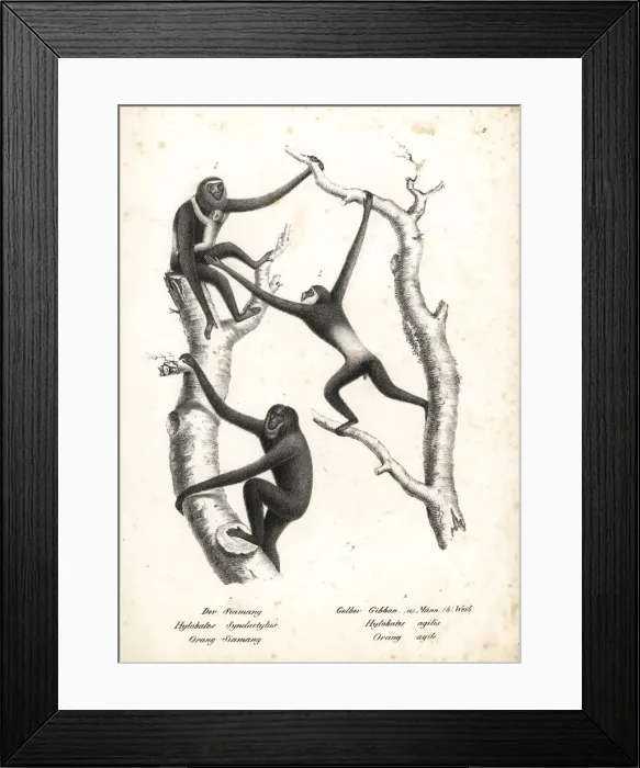 Framed Print : Siamang and agile gibbon (both endangered) Framed Print : Siamang and agile gibbon (both endangered)