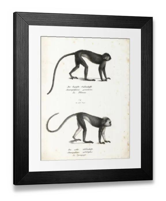 Framed Print : Silvery lutung and Sumatran surili, endangered Framed Print : Silvery lutung and Sumatran surili, endangered