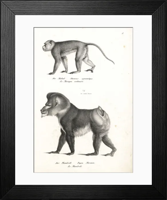 Framed Print : Crab-eating macaque and mandrill Framed Print : Crab-eating macaque and mandrill