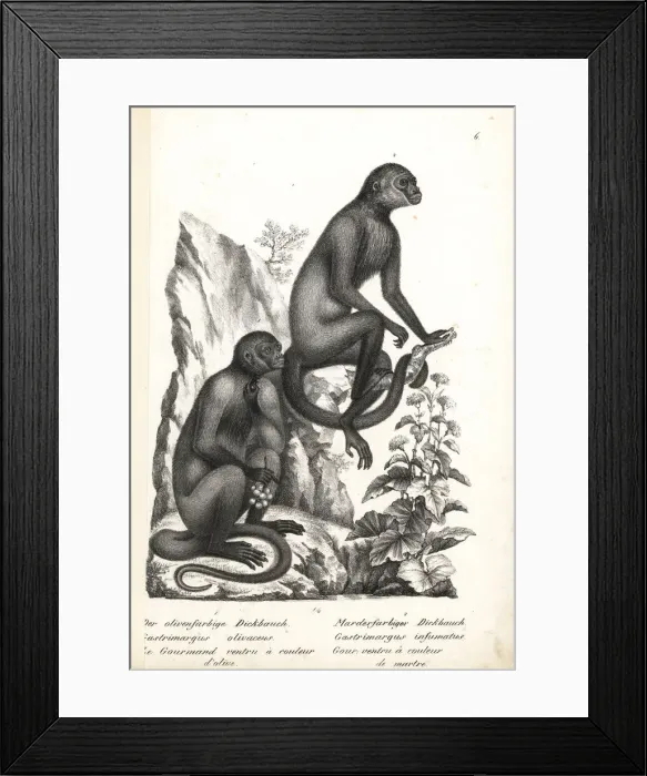 Framed Print : Geoffroys woolly monkey, endangered Framed Print : Geoffroys woolly monkey, endangered