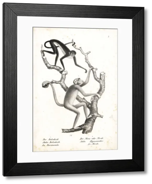 Framed Print : White-bellied spider monkey and northern muriqui Framed Print : White-bellied spider monkey and northern muriqui