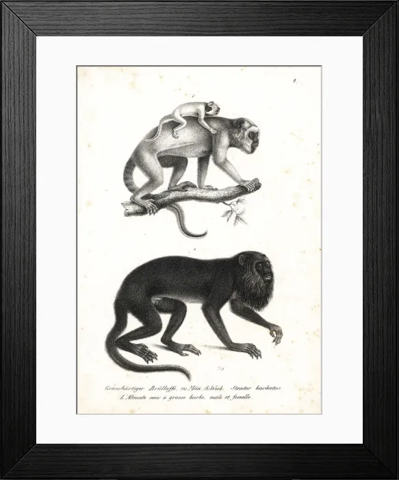 Framed Print : Black howler, Alouatta caraya (Stentor barbatus) Framed Print : Black howler, Alouatta caraya (Stentor barbatus)