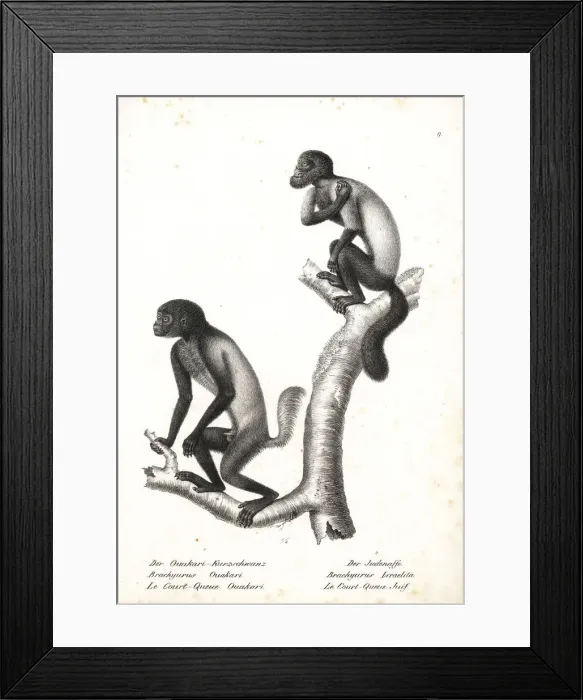 Framed Print : Black-headed uakari and brown-backed bearded saki Framed Print : Black-headed uakari and brown-backed bearded saki