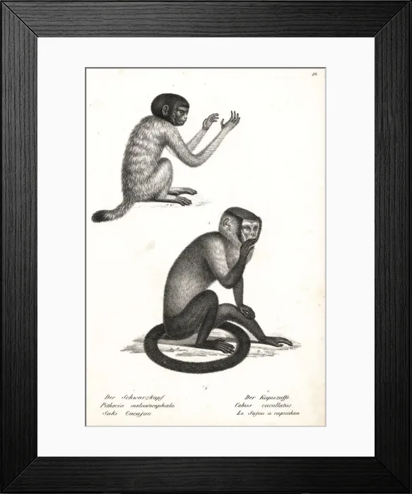 Framed Print : Black-headed uakari and black capuchin Framed Print : Black-headed uakari and black capuchin