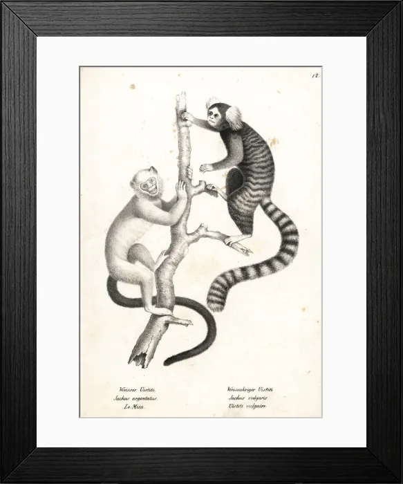 Framed Print : Silvery marmoset and common marmoset Framed Print : Silvery marmoset and common marmoset