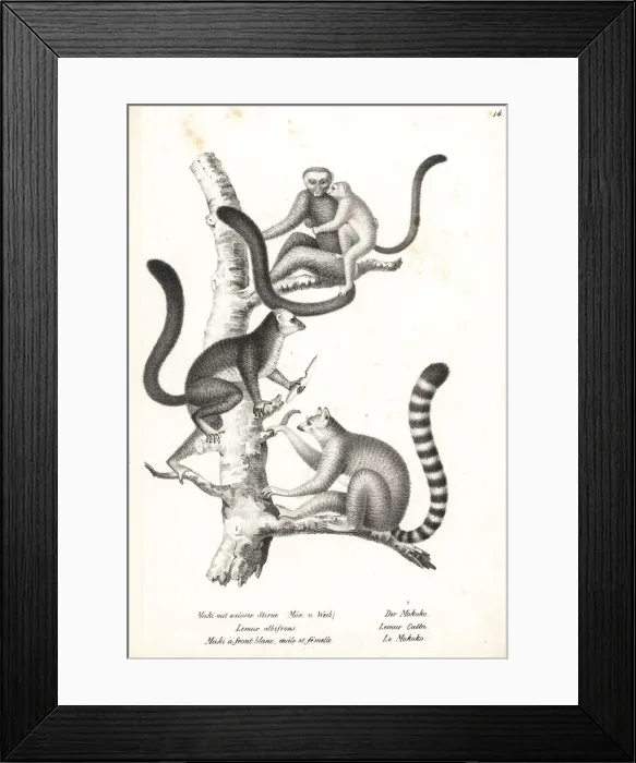 Framed Print : White-headed lemur and ring-tailed lemur Framed Print : White-headed lemur and ring-tailed lemur