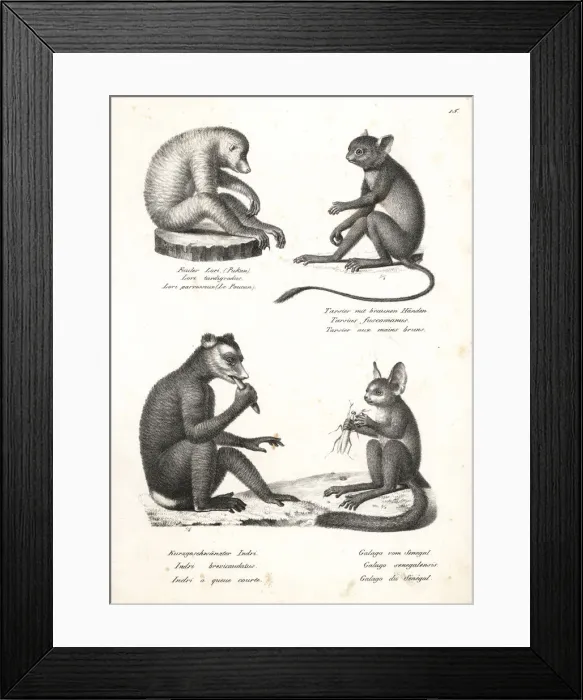 Framed Print : Loris, tarsier, indri and bushbaby Framed Print : Loris, tarsier, indri and bushbaby