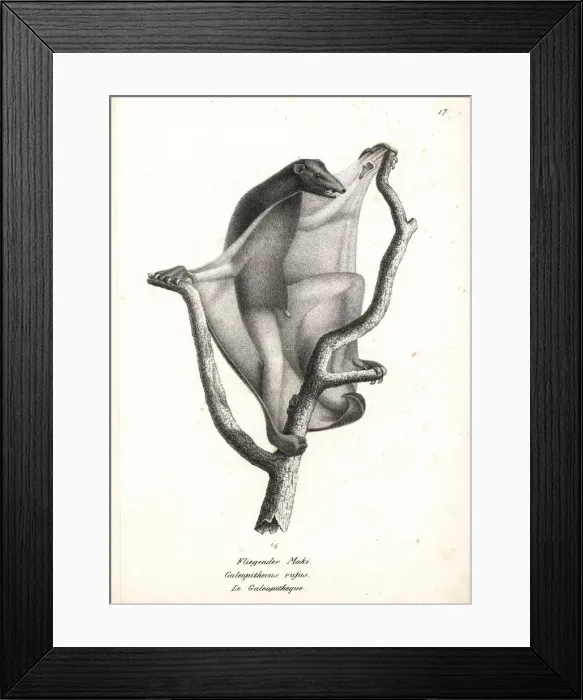 Framed Print : Sunda flying lemur, Galeopterus variegatus Framed Print : Sunda flying lemur, Galeopterus variegatus