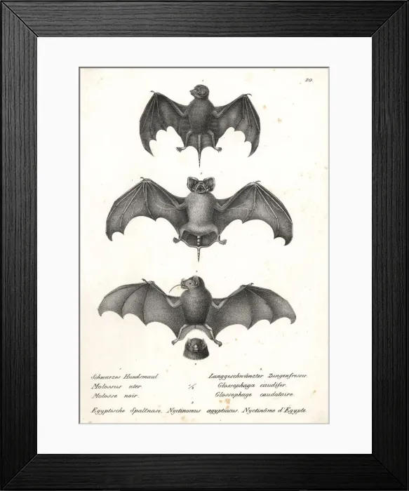 Framed Print : Varieties of bats Framed Print : Varieties of bats
