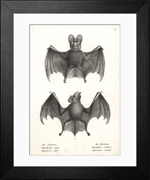 Framed Print : Varieties of bats Framed Print : Varieties of bats