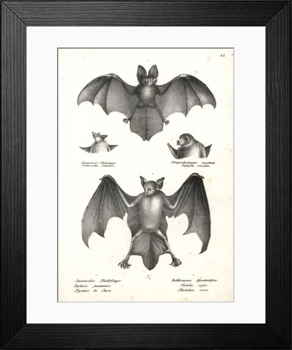 Framed Print : Varieties of bats Framed Print : Varieties of bats