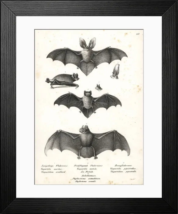 Framed Print : Varieties of bats Framed Print : Varieties of bats