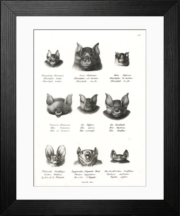 Framed Print : Horseshoe and Egyptian bat heads Framed Print : Horseshoe and Egyptian bat heads