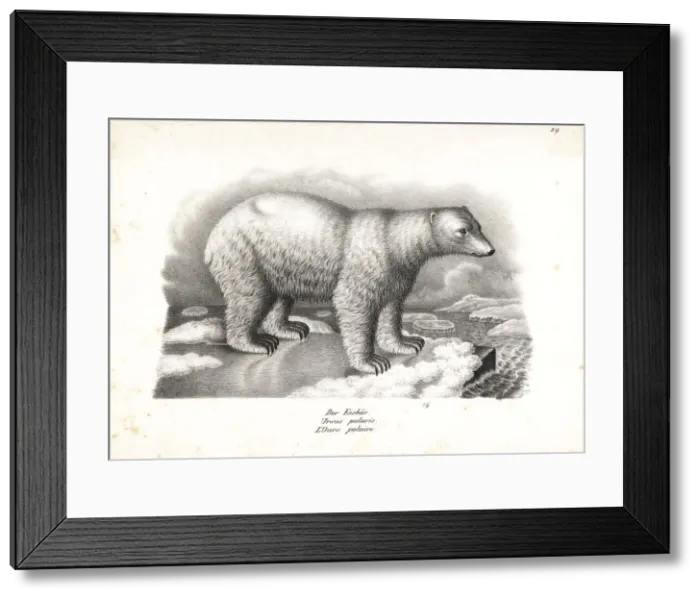 Framed Print : Polar bear, Ursus maritimus. Vulnerable Framed Print : Polar bear, Ursus maritimus. Vulnerable