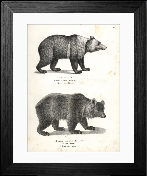 Framed Print : East Siberian brown bear and brown bear Framed Print : East Siberian brown bear and brown bear