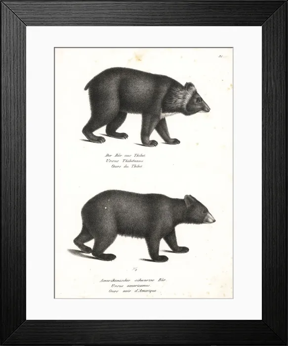 Framed Print : Asian black bear and American black bear Framed Print : Asian black bear and American black bear
