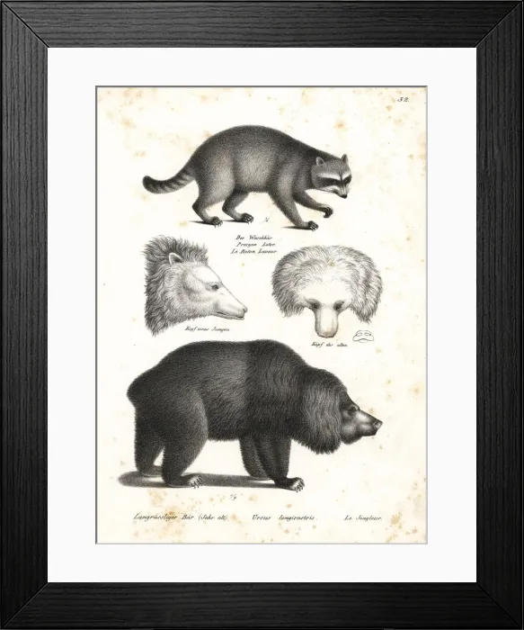 Framed Print : Raccoon and sloth bear Framed Print : Raccoon and sloth bear