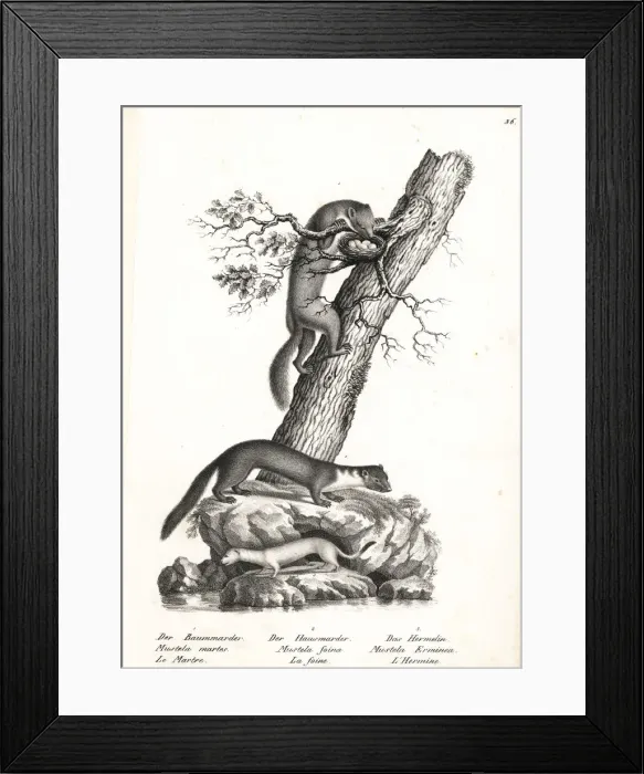 Framed Print : Marten, beech marten and stoat