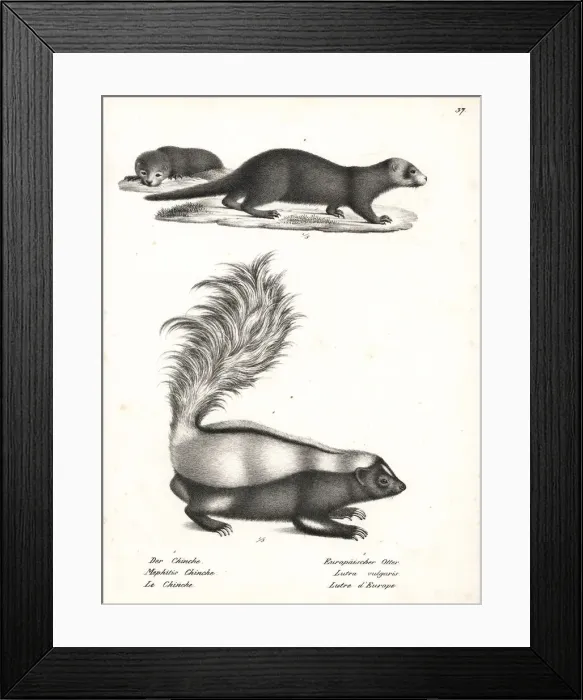 Framed Print : Striped skunk and otter Framed Print : Striped skunk and otter