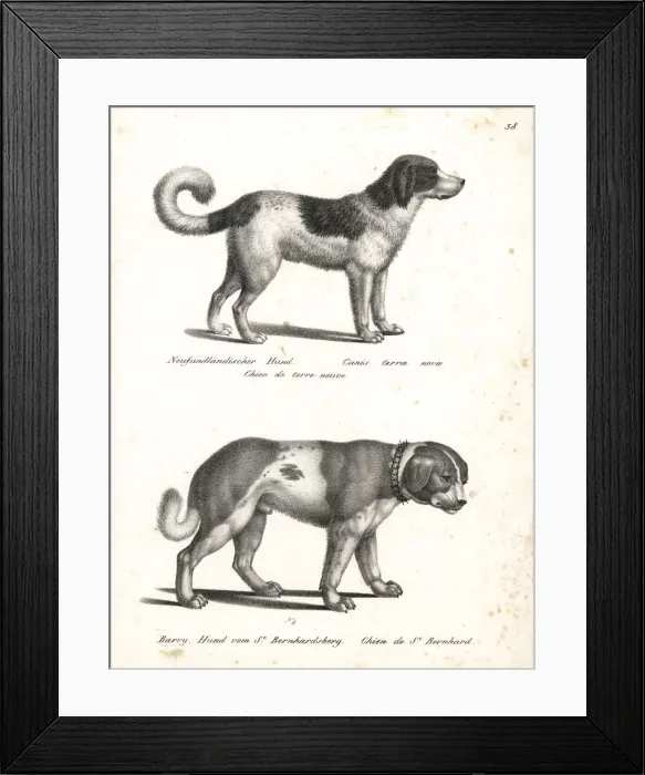 Framed Print : Newfoundland dog and St. Bernard dog Framed Print : Newfoundland dog and St. Bernard dog