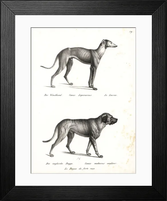 Framed Print : Greyhound and bulldog Framed Print : Greyhound and bulldog