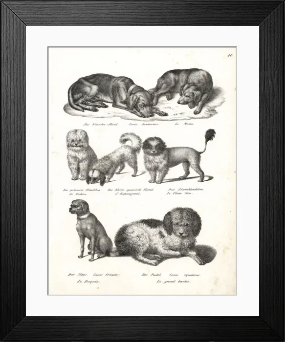 Framed Print : Dog breeds including poodle, chow, pug, etc Framed Print : Dog breeds including poodle, chow, pug, etc