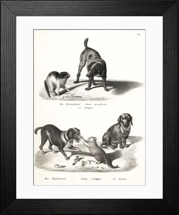 Framed Print : Pointer, dachshund and basset hound Framed Print : Pointer, dachshund and basset hound