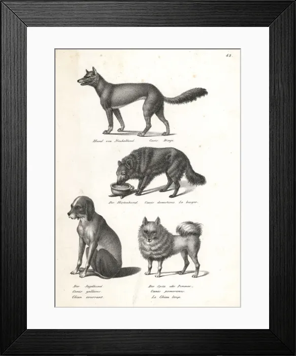 Framed Print : Dingo, sheepdog, scent hound and pomeranian Framed Print : Dingo, sheepdog, scent hound and pomeranian