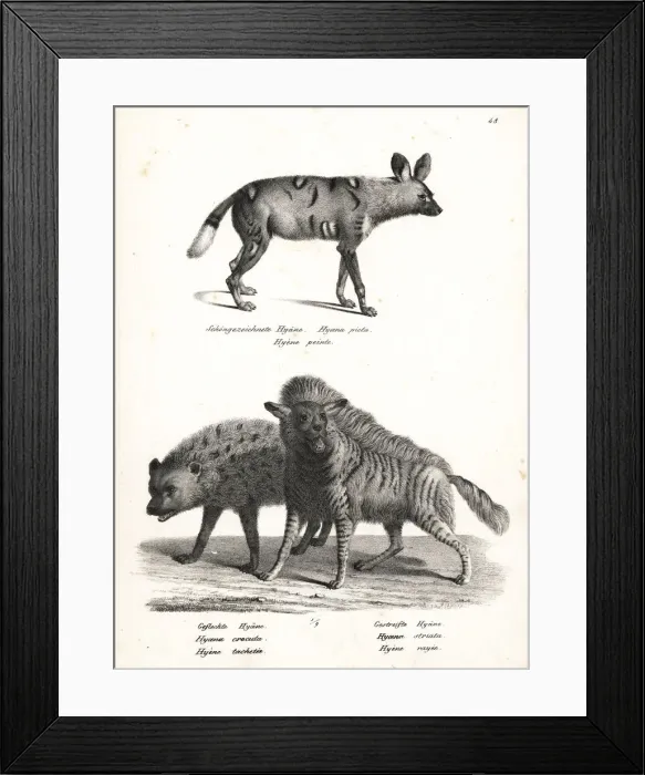 Framed Print : African wild dog, spotted hyena and striped hyena Framed Print : African wild dog, spotted hyena and striped hyena